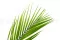 Foglia di Areca stabilizzata (x3) 6