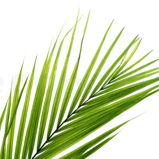 Preserved Areca Palm Leaf (x3)