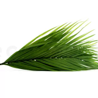 Preserved Areca Palm Leaf (x3)