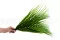 Hoja de Areca preservada 4