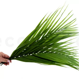 Hoja de Areca preservada