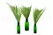 Preserved Areca Palm Leaf (x3) 7