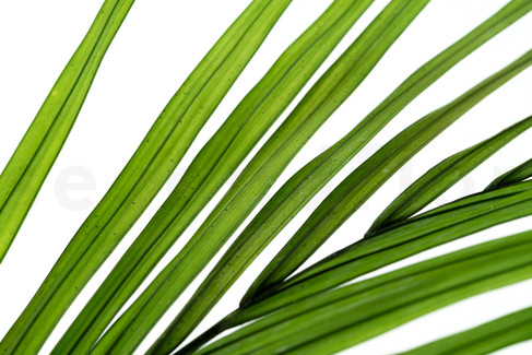 Areca Leaf Preserved - 3 Units - Green