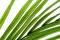 Konserviertes Areca-Blatt (x3) 2