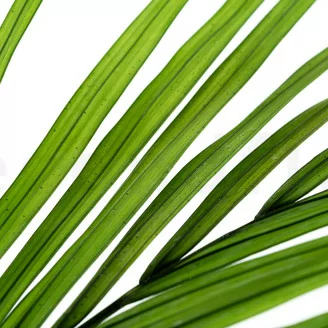 Feuille d'Areca stabilis&eacute;e (x3)
