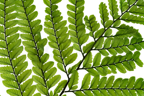 Large Fern Preserved - 5 Units - Green