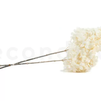 Preserved Grandiflora Hydrangea White (x2)