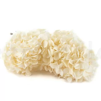 Hortensia Grandiflora stabilis&eacute; Blanc (x2)