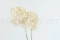 Preserved Grandiflora Hydrangea White (x2) 6