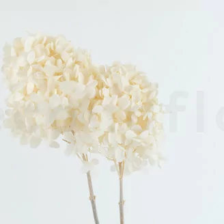 Hortensia Grandiflora stabilis&eacute; Blanc (x2)