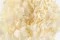 Preserved Grandiflora Hydrangea White (x2) 2