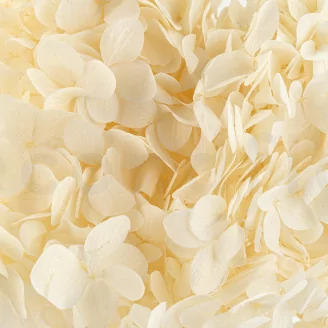 Preserved Grandiflora Hydrangea White (x2)