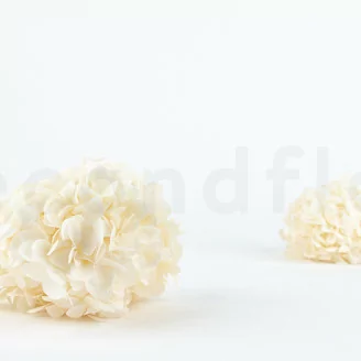 Hortensias Grandiflora preservado Blanco (x2)