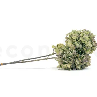 Hortensia Grandiflora stabilis&eacute; Vert & Violet (x2)