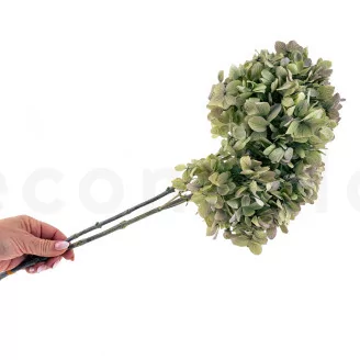 Preserved Grandiflora Hydrangea Oregano Purple (x2)