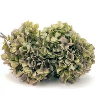 Hortensia Grandiflora stabilis&eacute; Vert & Violet (x2)