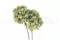 Preserved Grandiflora Hydrangea Oregano Purple (x2) 4