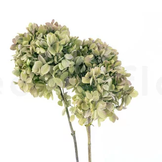 Hortensia Grandiflora stabilis&eacute; Vert & Violet (x2)