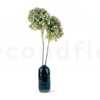 Hortensia Grandiflora stabilis&eacute; Vert & Violet (x2)