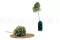 Ortensia Grandiflora stabilizzato Verde & Viola (x2) 7