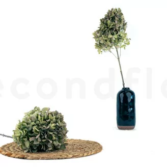 Konservierte Hortensie Grandiflora Gr&uuml;n & Violett (x2)
