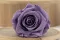 Rose stabilis&eacute;e L Violet Pastel (x6) 2