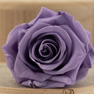 Rose stabilis&eacute;e L Violet Pastel (x6)