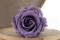 Rosa preservada L Violeta Pastel (x6) 7