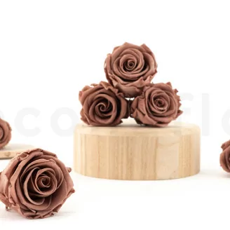 Rosa stabilizzata L Mocha Cocoa (x6)