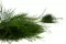Tree Fern stabilis&eacute; Vert 4