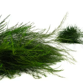 Preserved Tree Fern Green