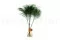 Preserved Tree Fern Green 2