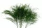 Tree Fern stabilis&eacute; Vert 7