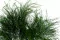 Tree Fern stabilis&eacute; Vert 1