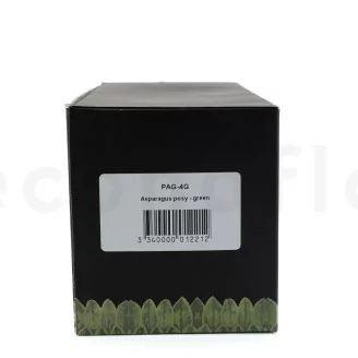 Posy Asparagus preservado (x20)