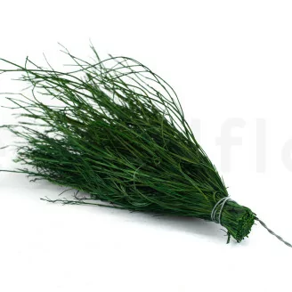 Asparagus Posy stabilizzato (x20)