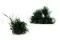 Posy Asparagus preservado (x20) 5