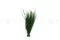 Asparagus Posy stabilizzato (x20) 6