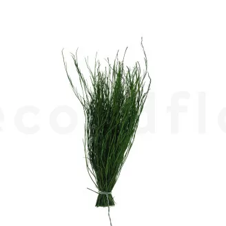 Posy Asparagus stabilis&eacute; (x20)