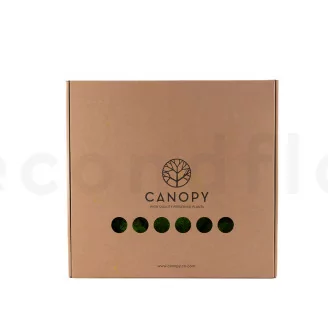 Muschio a Sfera stabilizzato Light Green (Scatola)