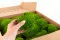 Musgo Bola preservado Light Green (Caja) 4