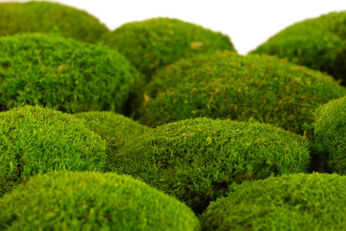 Ball Moss Preserved - Box - Light Green
