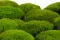 Preserved Ball Moss Light Green (Box) 1