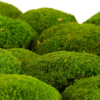 Preserved Ball Moss Light Green (Box)