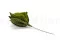 Posy Foglie Velvet stabilizzate (x15) 4