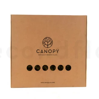 Preserved Reindeer Moss Medium Green (Box)