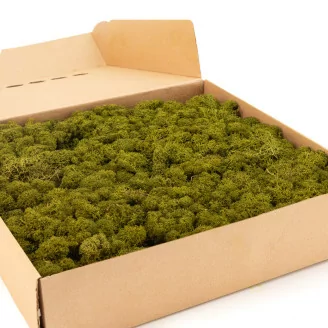 Liquen preservado Medium Green (Caja)