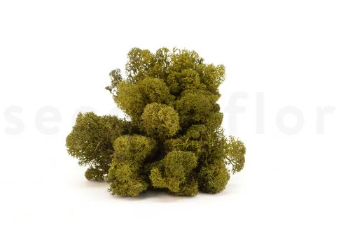Preserved Reindeer Moss - Box - Medium Green