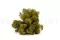Konserviertes Islandmoos Medium Green (Box) 1
