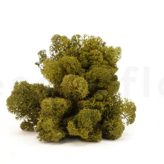 Liquen preservado Medium Green (Caja)